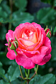 Rosa 'Midsummer'®