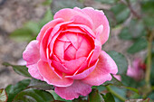 Rosa 'Kölner Flora'®