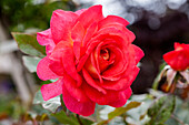 Rosa 'Parfum de Grasse