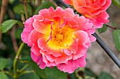 Rosa 'Duchess Friederike'®