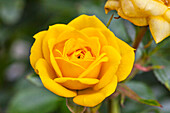 Rosa 'Goldjuwel'®