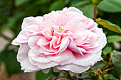 Rosa 'Souvenir de la Malmaison'