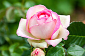 Rosa 'Eden Rose 85'®