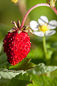 Fragaria vesca