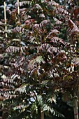 Ailanthus altiss. Sangiorese