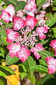 Hydrangea serrata 'Benigaku'