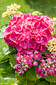 Hydrangea macrophylla 'Alpenglühen' (alpenglow)