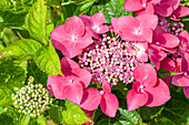 Hydrangea macrophylla, rosa Tellerblüten