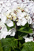 Hydrangea macrophylla, weiß