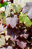 Vitis vinifera 'Purpurascens'