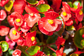 Begonia, rot