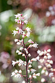 Heucherella