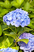 Hydrangea macrophylla, blue