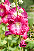 Alcea rosea