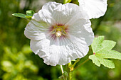 Alcea rosea