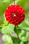 Dahlia, red