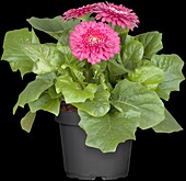 Gerbera 'Durora'