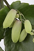 Kalanchoe blossfeldiana 'Magic Bells