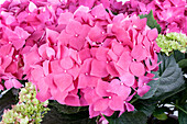 Hydrangea macrophylla, rosa