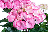 Hydrangea macrophylla, rosa