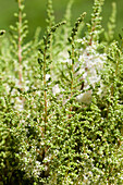 Astilbe japonica