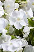 Phlox paniculata