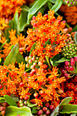 Asclepias curassavica