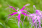 Dianthus superbus 'Spooky'