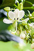 Clerodendrum wallichii