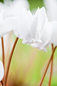 Cyclamen hederifolium 'Ive Ice White'