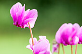 Cyclamen hederifolium 'Ivy Ice Purple'