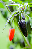 Capsicum annuum