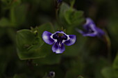 Lindernia grandiflora