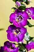 Angelonia angustifolia