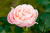 Rosa 'Renaissance'