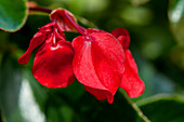 Begonia 'Dragon Wing Red'