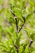 Magnolia x soulangiana