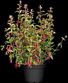 Fuchsia magellanica