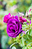 Rosa 'Rhapsody in Blue