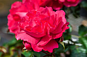 Rosa 'Moin Moin'®