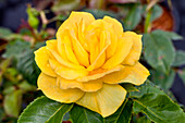 Rosa 'Friesia'®