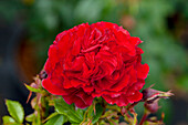 Rosa 'Cherry Girl'®