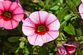 Calibrachoa 'MiniFamous'™