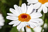 Argyranthemum frutescens, weiß