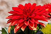 Dahlia 'Dahlinova Hypnotica® Red'