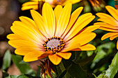 Osteospermum ecklonis FlowerPower® Magic Orange