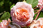 Rosa 'Leander'®