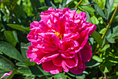 Paeonia x suffruticosa, rosa