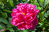 Paeonia x suffruticosa, pink