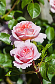 Rosa Pirouette®